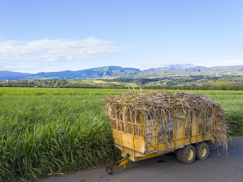 A sugar-cane plantation near to the Bois-Rouge plant © Jérôme Boyer