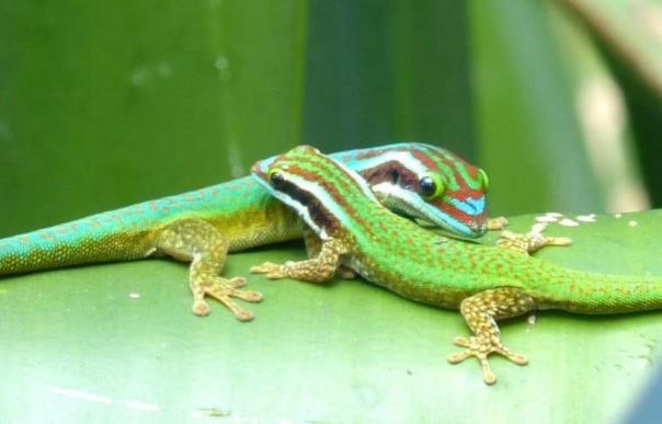 Biodiversité